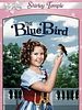 Poster der The Blue Bird