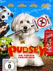Poster der Pudsey - Ein tierisch cooler Held