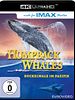 Poster der Humpback Whales - Buckelwale im Pazifik