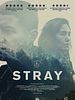 Poster der Stray
