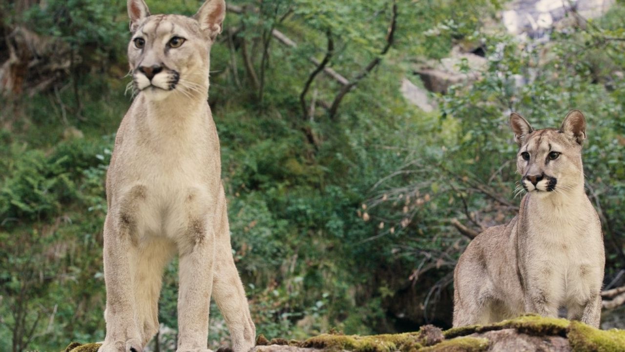 Selbst unter den Woodwalkern sind Pumwandler noch mal etwas ganz Besonderes.