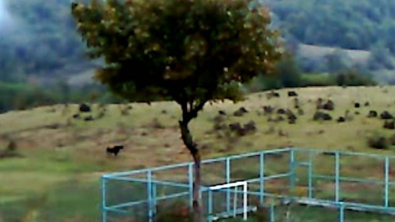 Die extreme Unschärfe ist in „Dry Leaf“ inegraler Bestandteil des visuellen und erzählerischen Prinzips.