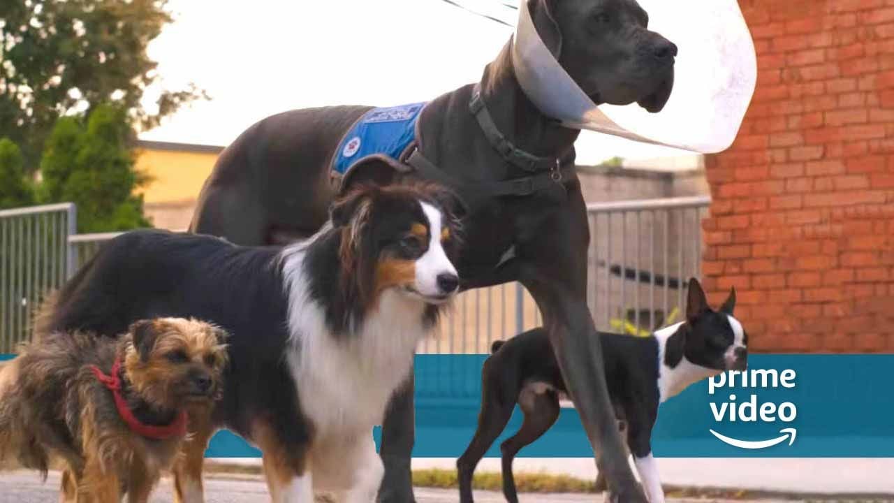 Neu bei Amazon Prime Video: Dieser Film ist trotz niedlicher Hunde ganz sicher nichts für die Familie
