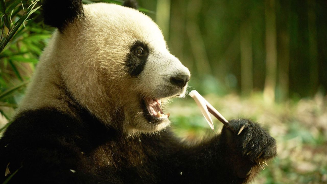 Von Panda Moon hätten wir tatsächlich gerne noch viel, viel mehr gesehen.