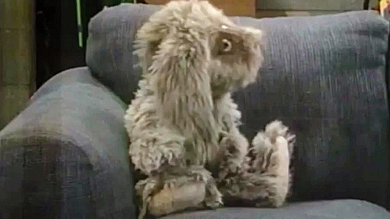 Alles null Problemo, Kuschelhase?