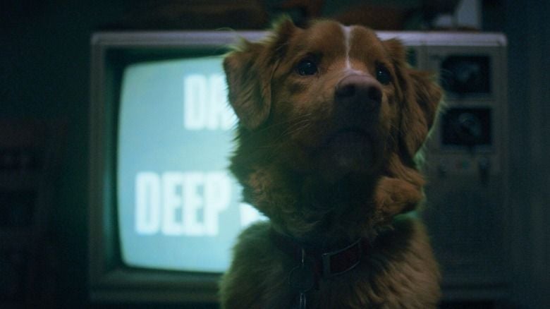 Wer kann diesen treuen Augen von „Good Boy“-Protagonist Indy bitteschön widerstehen?