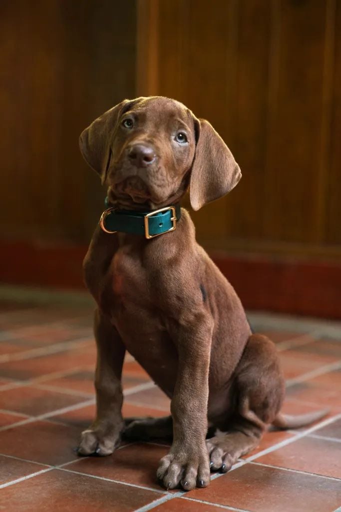 Will man sofort streicheln: Scooby-Doo aus der neuen Netflix-Serie