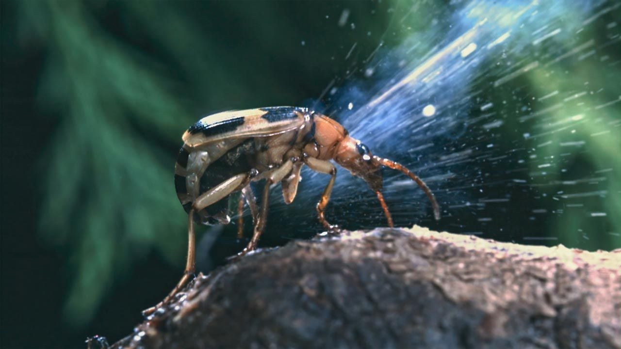 Der Bombardierkäfer schießt Säure aus seinem Po.