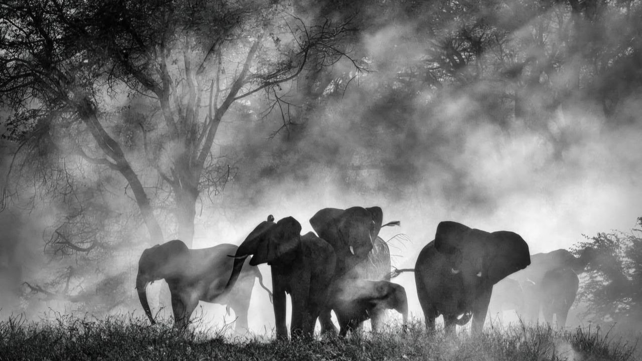 Haben die mythenumrankten „Geister-Elefanten“ tatsächlich in den unerforschten Hochländern Angolas überlebt?