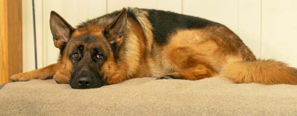 Unerwartete Schwierigkeiten bei Neuauflage von "Kommissar Rex"