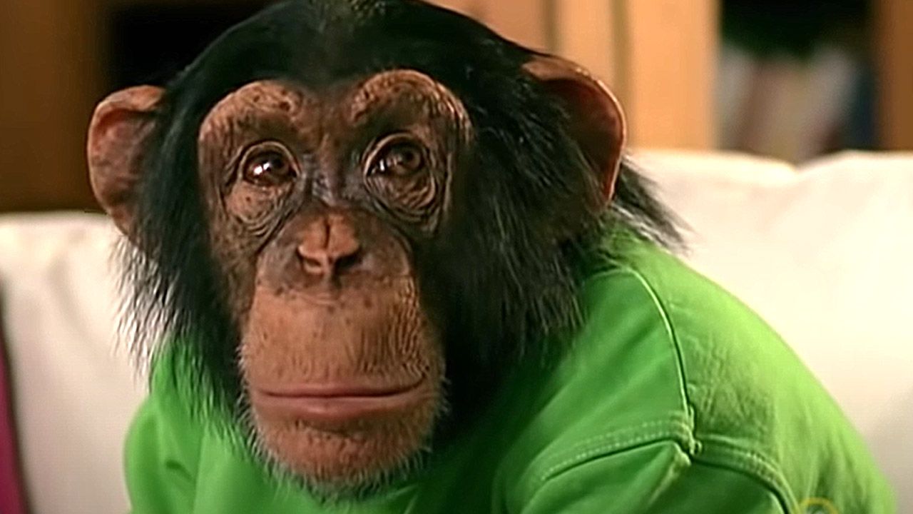 Die Rolle des Charly wurde von vielen Schimpansen übernommen.