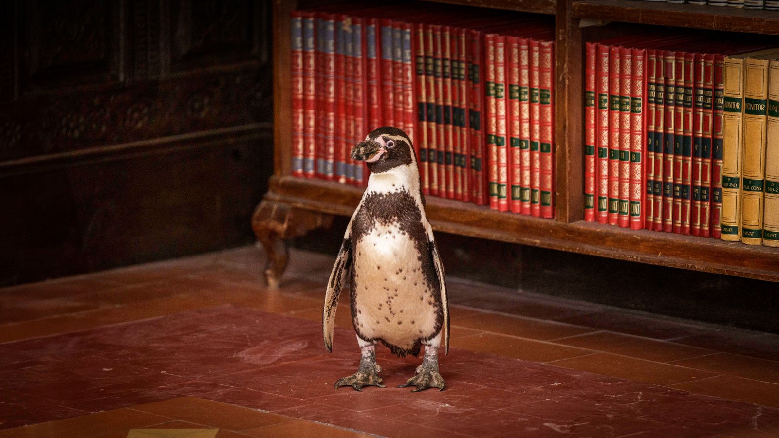 der pinguin meines lebens buch