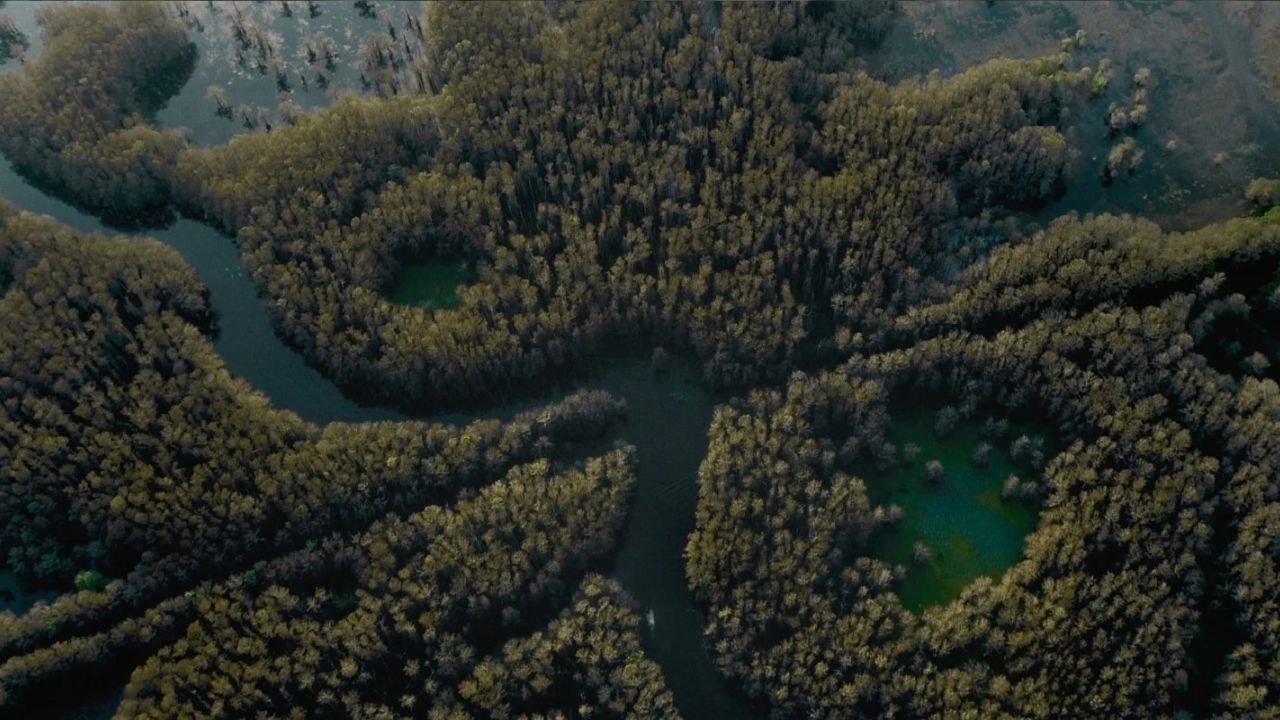 Der titelgebende Bayou existiert tatsächlich – und ist auch in der Realität ebenso mysteriös und verwinkelt wie der Plot von „Caddo Lake“.