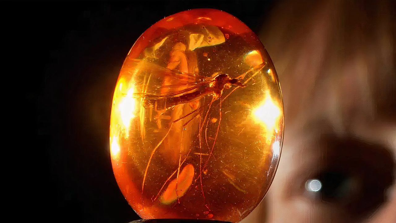 Die berühmte Mücke im Bernstein