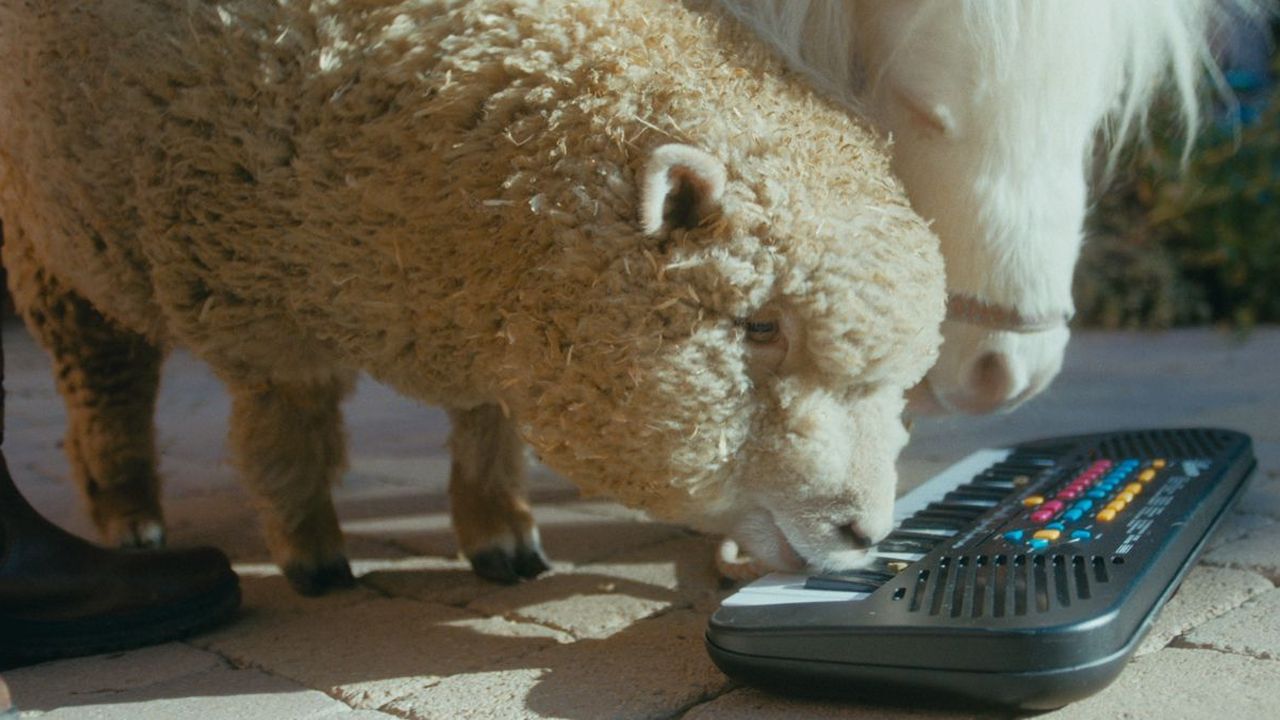 Haustiere à la Hollywood: Wo ein Schaf und ein Zwergpony gemeinsam Keyboard spielen…