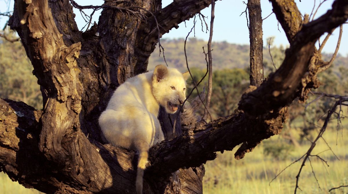 Bild von Der weisse Löwe - Bild 9 auf 12 - FILMSTARTS.de