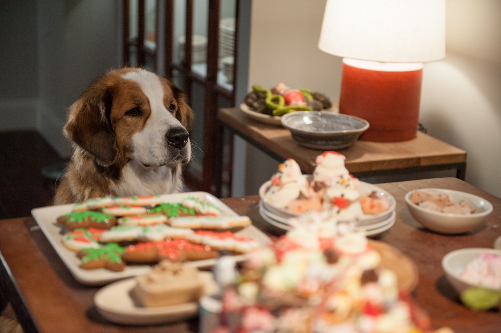 Bild Von Alle Jahre Wieder Weihnachten Mit Den Coopers Bild 22 Auf 30 Filmstarts De