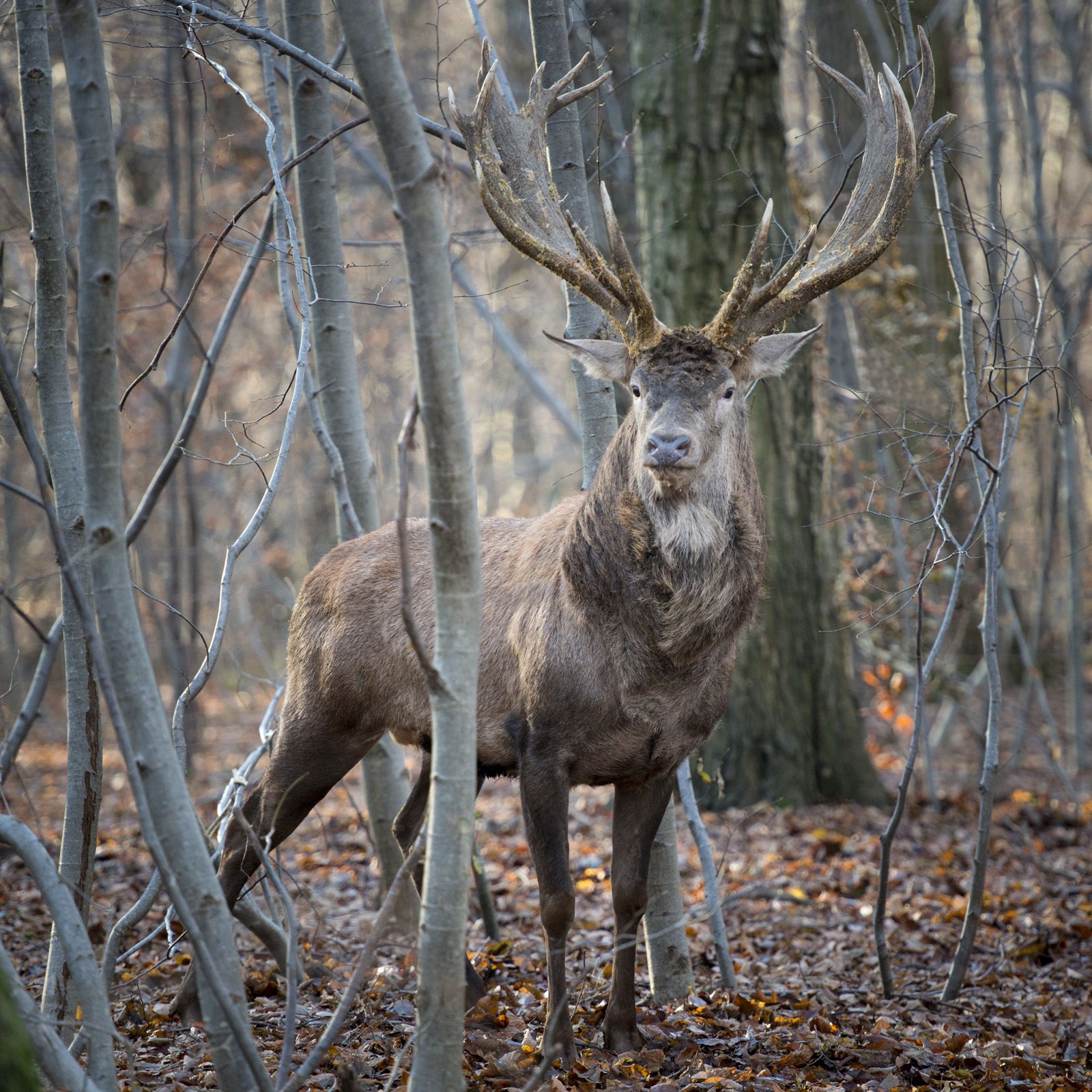 Foto zum Film Unsere Wildnis - Bild 4 auf 33 - FILMSTARTS.de