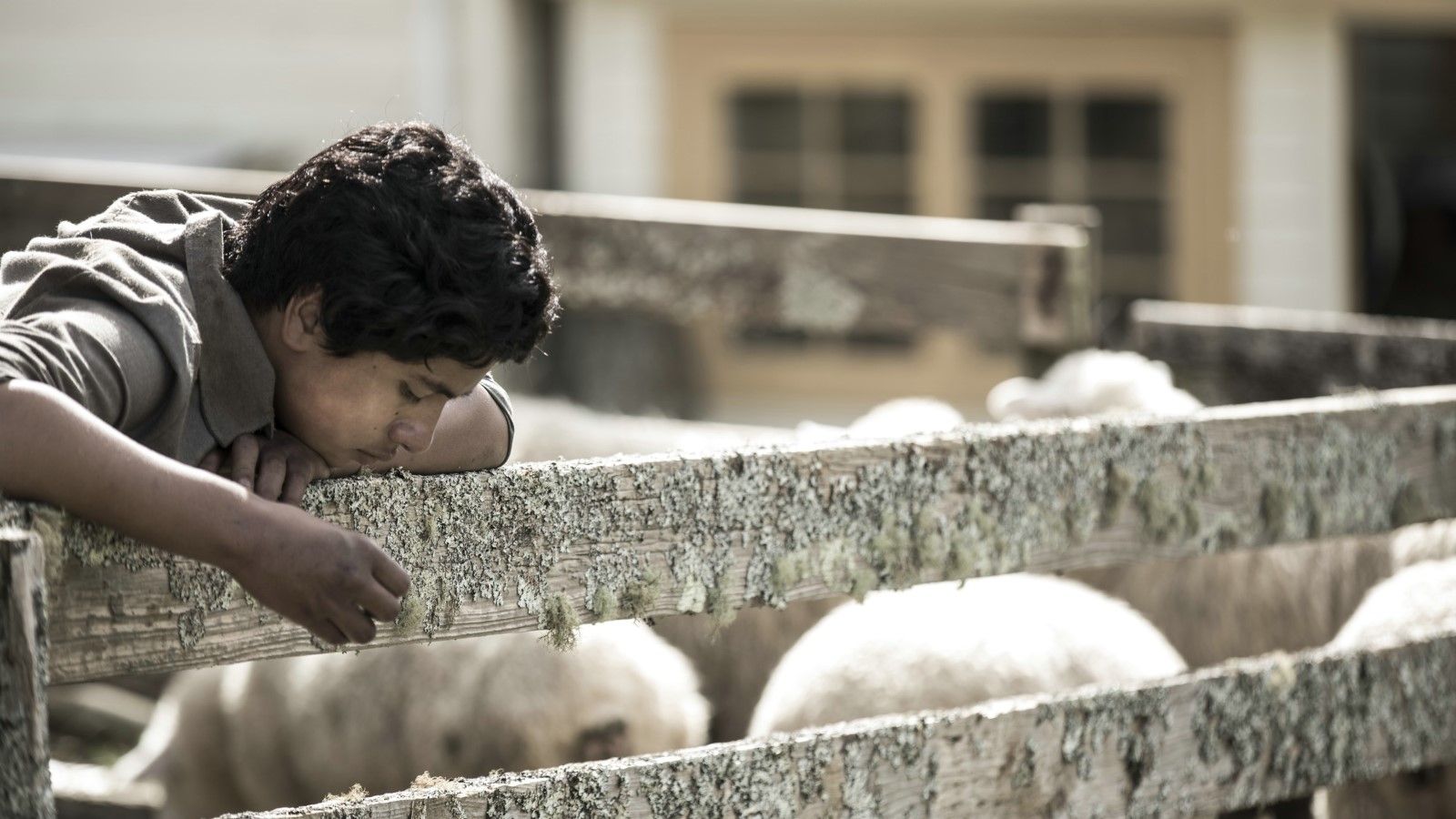 Foto zum Film Mahana Eine MaoriSaga Bild 4 auf 12 FILMSTARTS.de