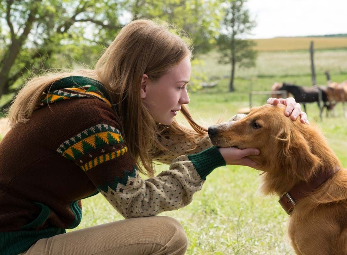 Bailey Ein Freund Fürs Leben Netflix