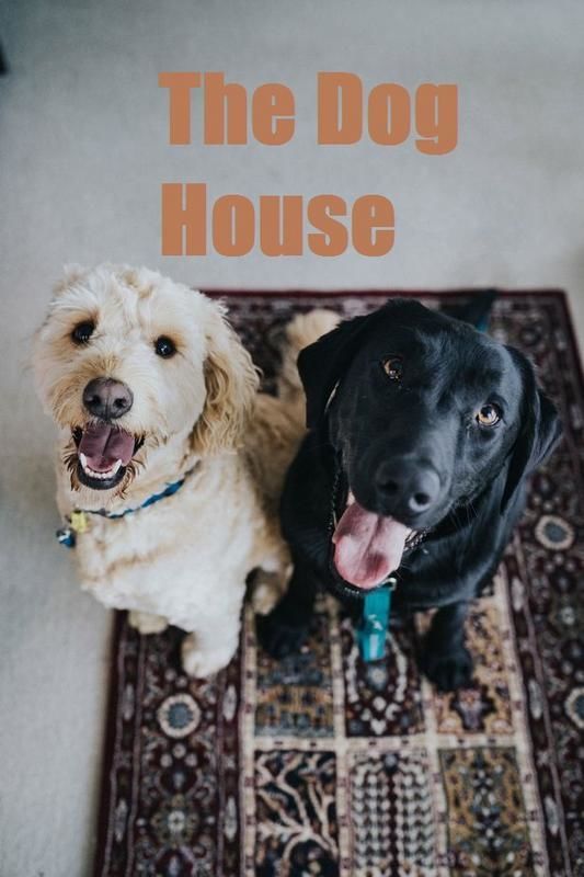 The Dog House TVSerie 2020 FILMSTARTS.de