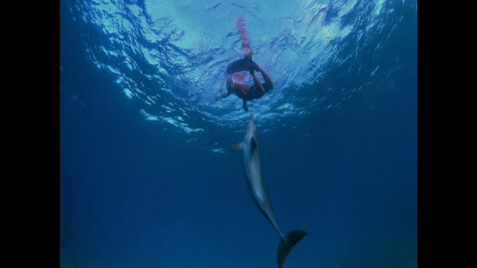 Was Geschah Mit Dem Delfin König Foto zum Film Was geschah mit dem Delfin-König? - Bild 4 auf 7