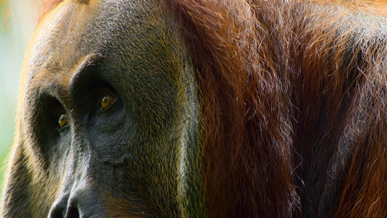 Das geheime Leben der Orang-Utans : Bild