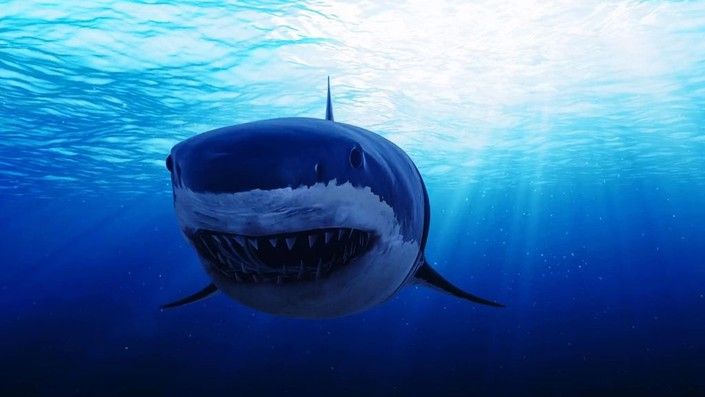 Camp Blood 13 - Clown Shark : Bild