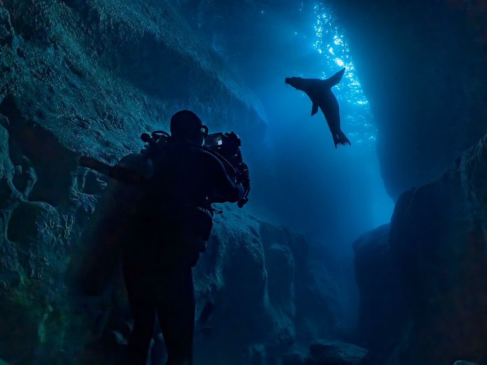 Seelöwen auf Galápagos : Bild