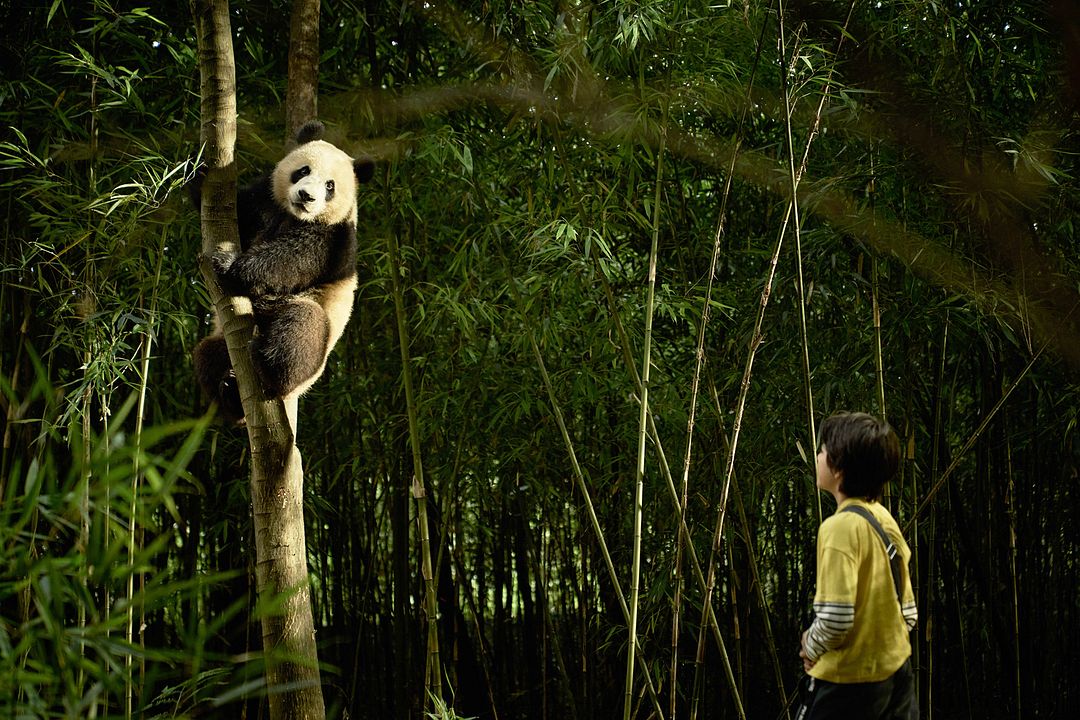 Moon, der Panda : Bild Noé Liu Martane, Noé Yé, Moon the Panda