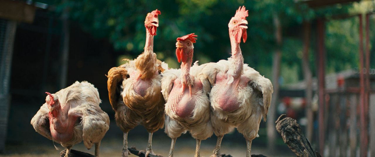 Lebensansichten eines Huhns : Bild