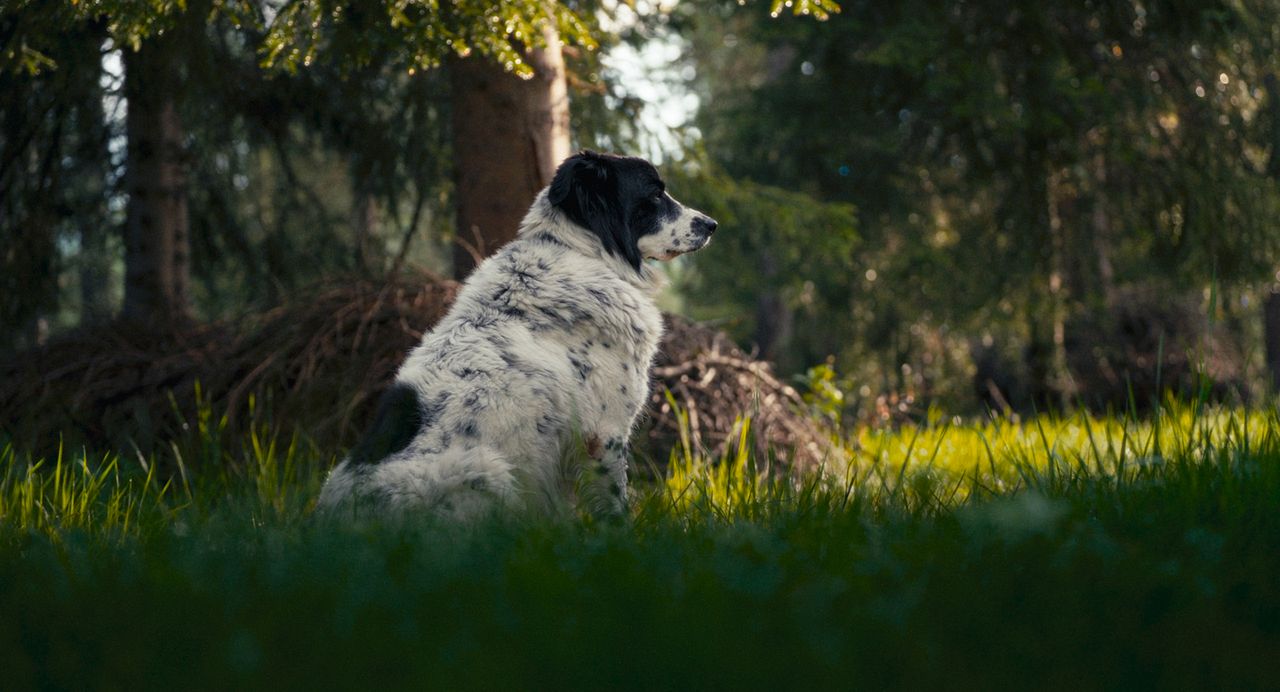 Fiore Mio : Bild Laki 