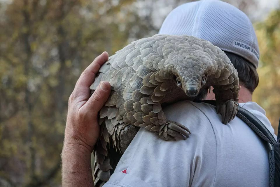 Pangolin: Kulus Weg : Bild