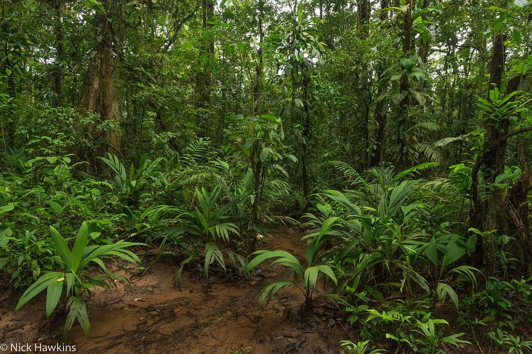 Patrol – Auf Patrouille durch den Regenwald : Bild