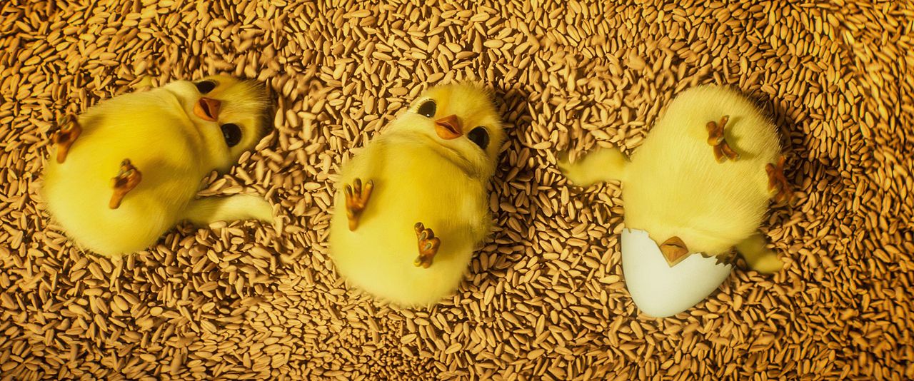Aufstand der Tiere : Bild