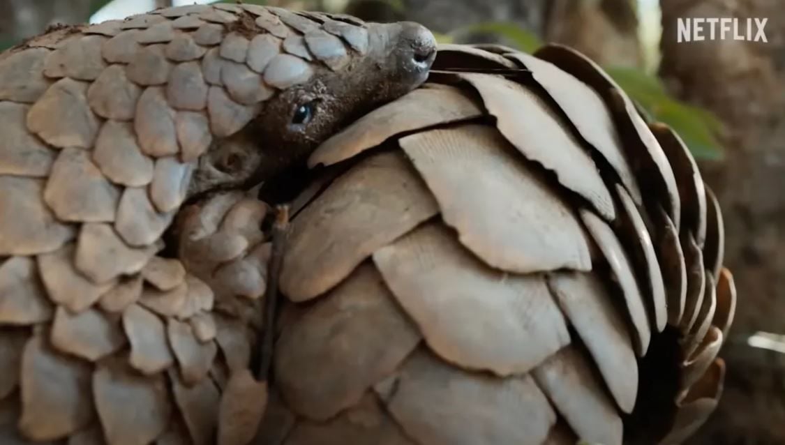 Pangolin: Kulus Weg : Bild
