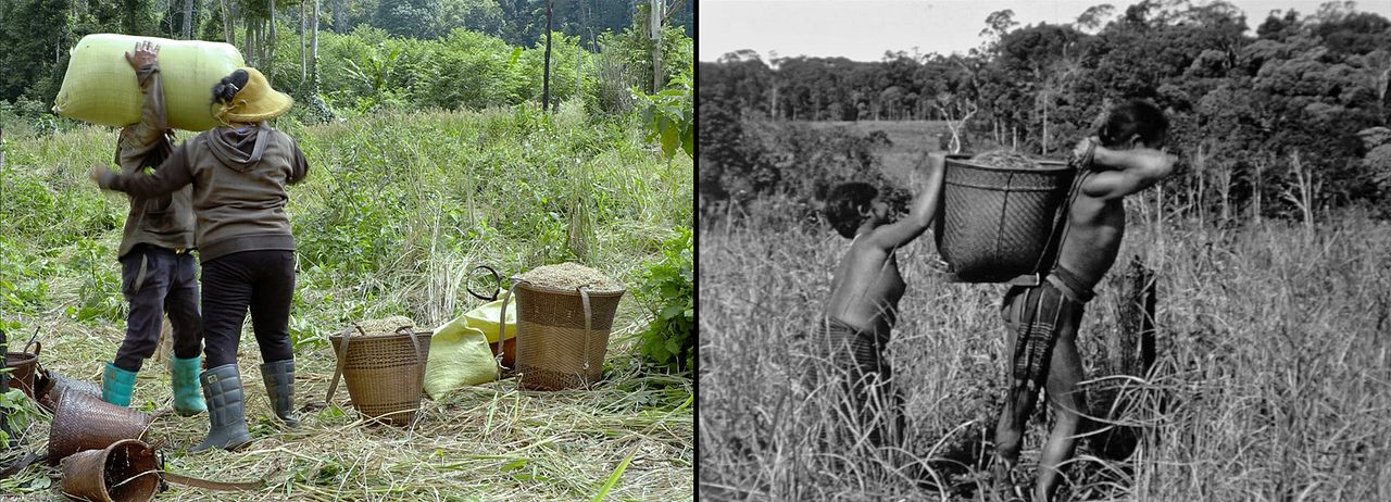 We Are The Fruits Of The Forest : Bild