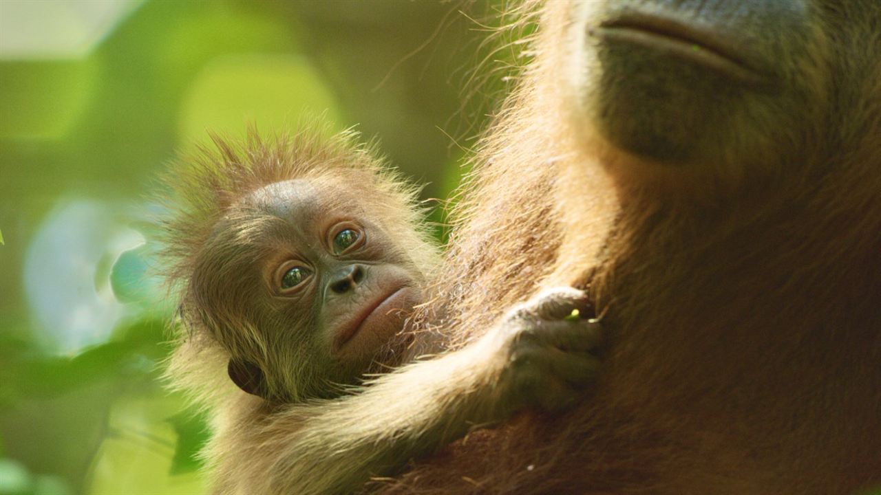 Das geheime Leben der Orang-Utans : Bild