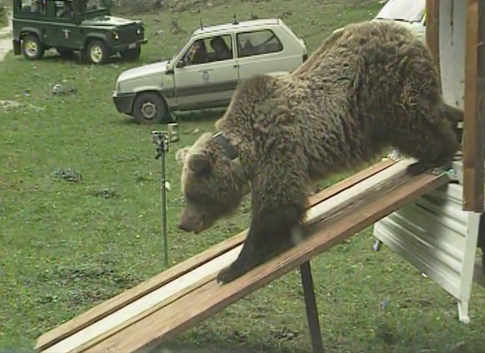 Gefährlich nah – Wenn Bären töten : Bild