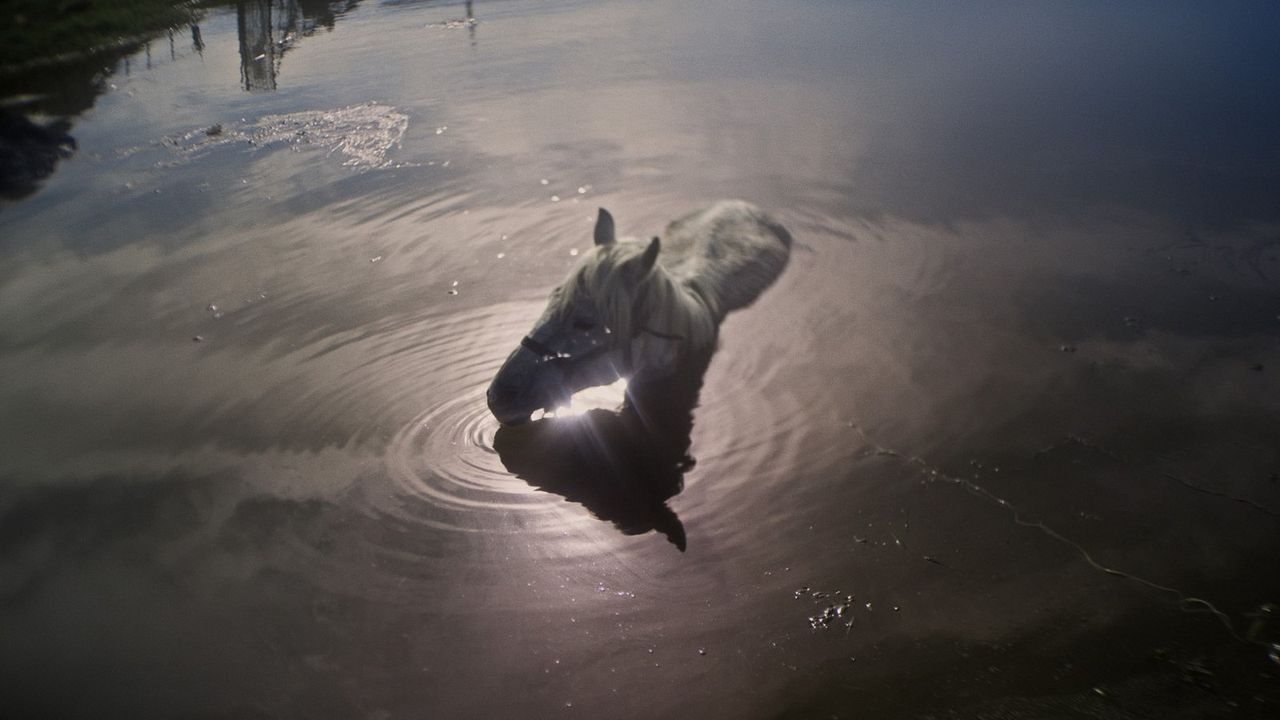 After Dreaming : Bild