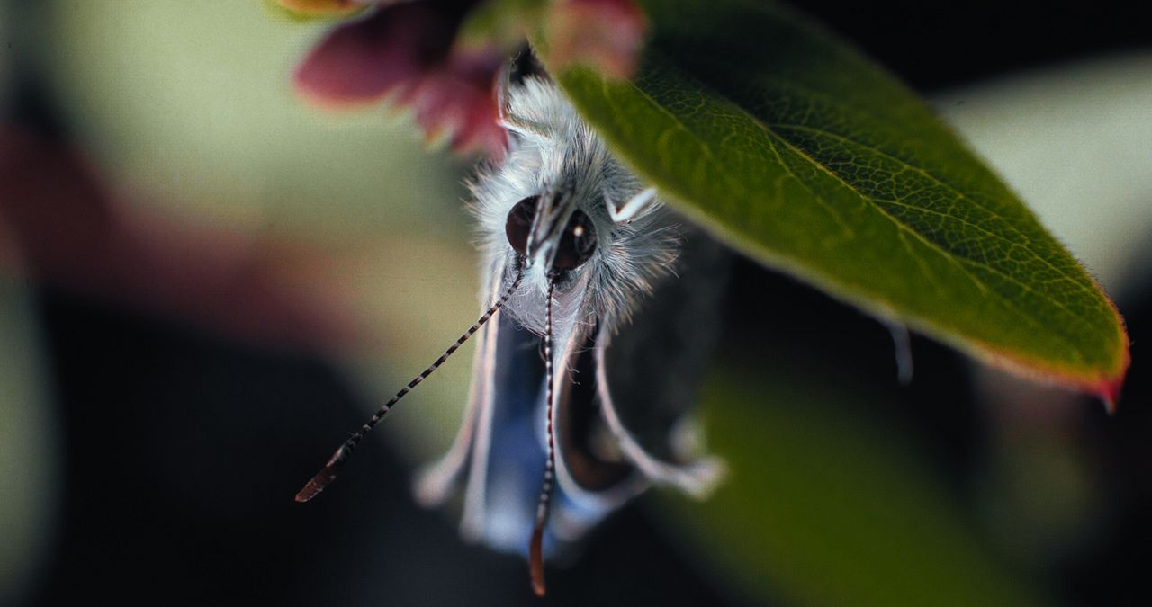 Insekten - Helden im Verborgenen : Bild
