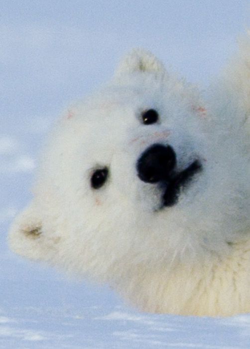 Kinoposter Ice 