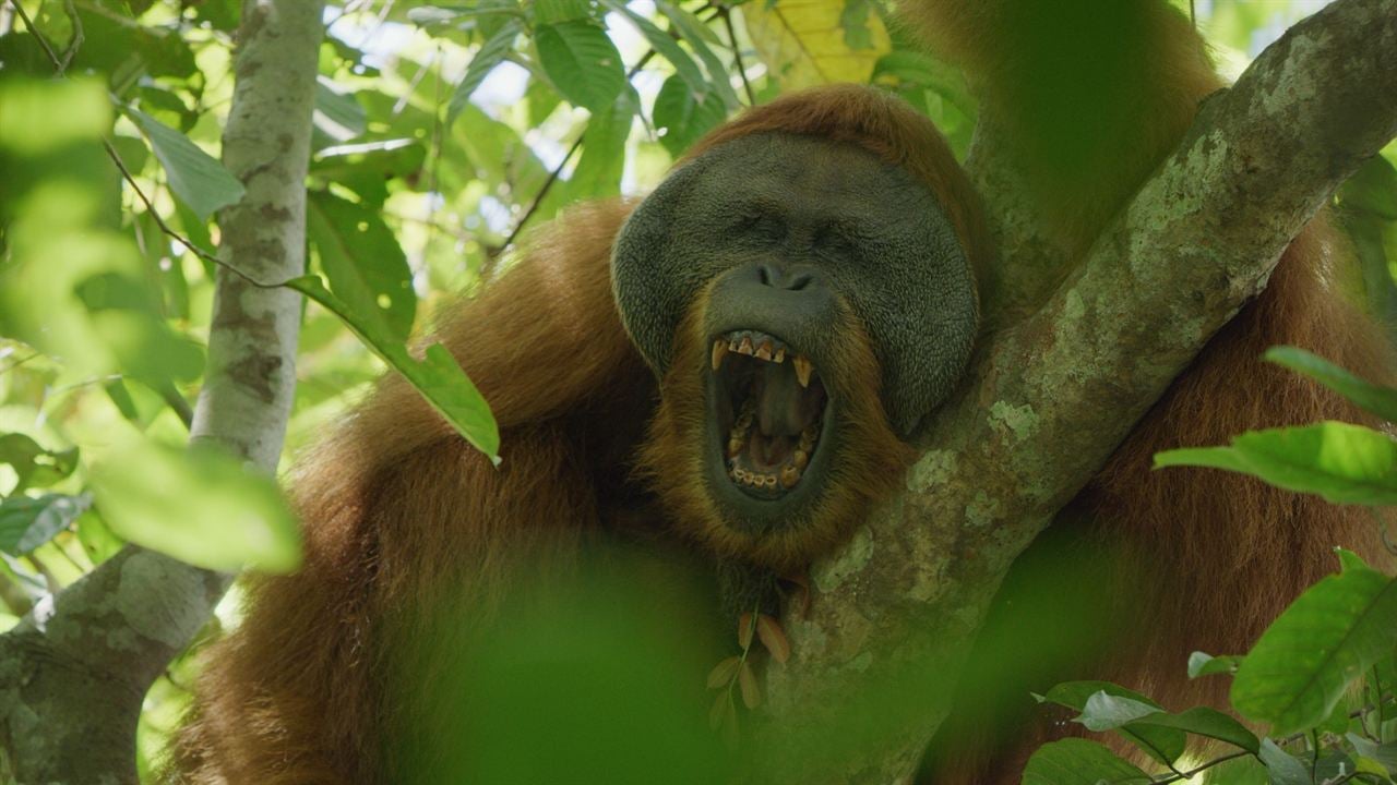 Das geheime Leben der Orang-Utans : Bild