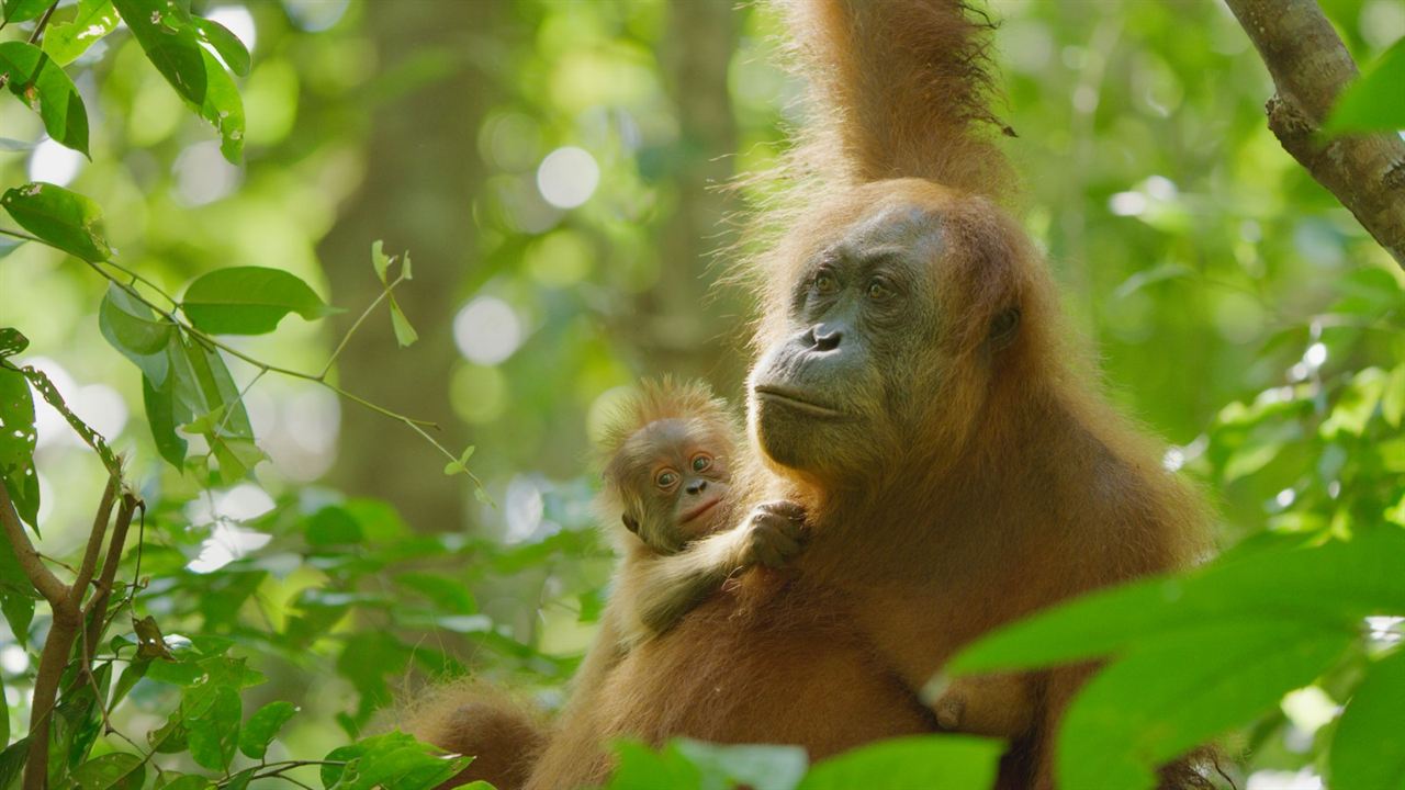 Das geheime Leben der Orang-Utans : Bild