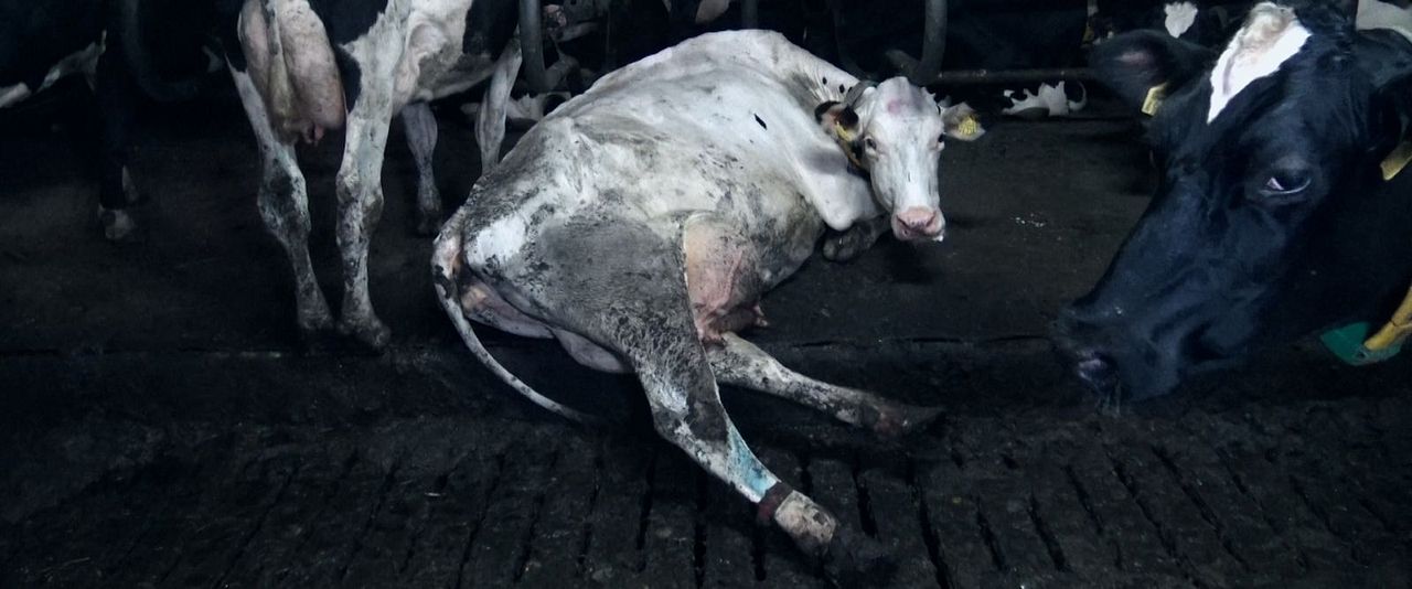 Food For Profit : Bild