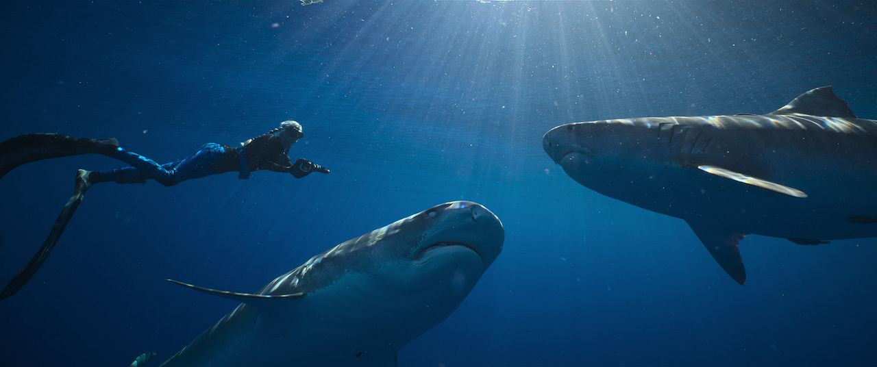 Die Haiflüsterin : Bild