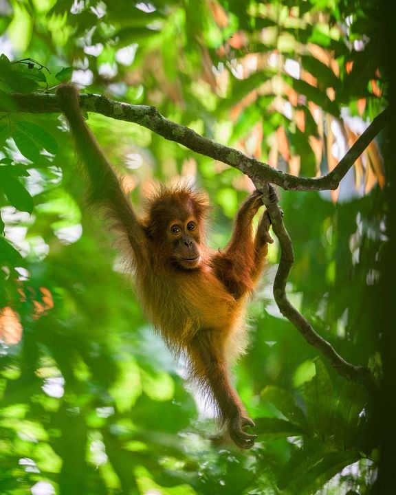 Disneynature: Orang-Utans : Bild