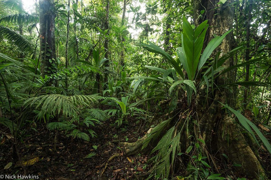 Patrol – Auf Patrouille durch den Regenwald : Bild
