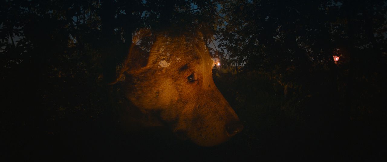 Dreaming Dogs : Bild