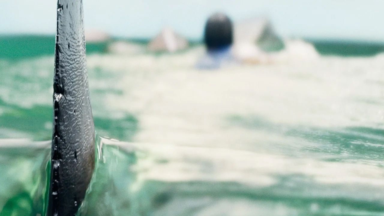 Deep Water: Umringt von Haien : Bild